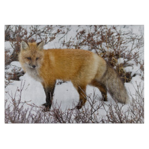 Planche À Découper Renard roux dans la neige en hiver