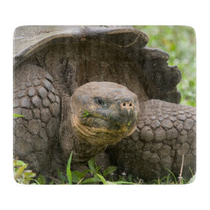 Planche À Découper Tortue géante