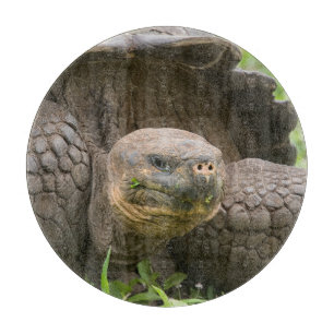 Planche À Découper Tortue géante