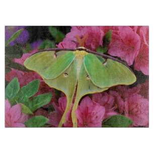 Planche À Découper USA, Pennsylvanie. Luna moth sur clematis rose