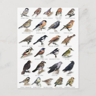 Planche oiseaux des jardins postcard