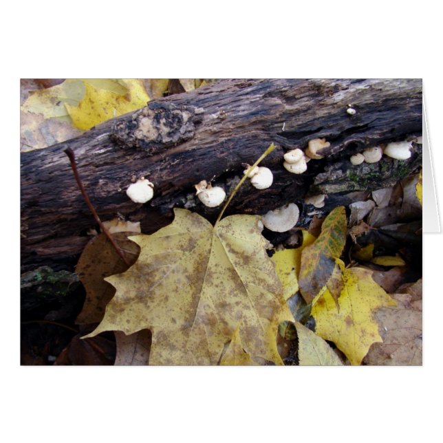 Plancher forestier (Devant horizontal)