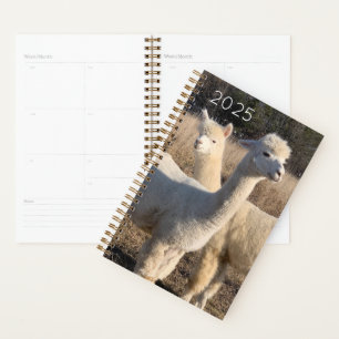 Planificateur 2025 - Alpacas Abby & Bailey