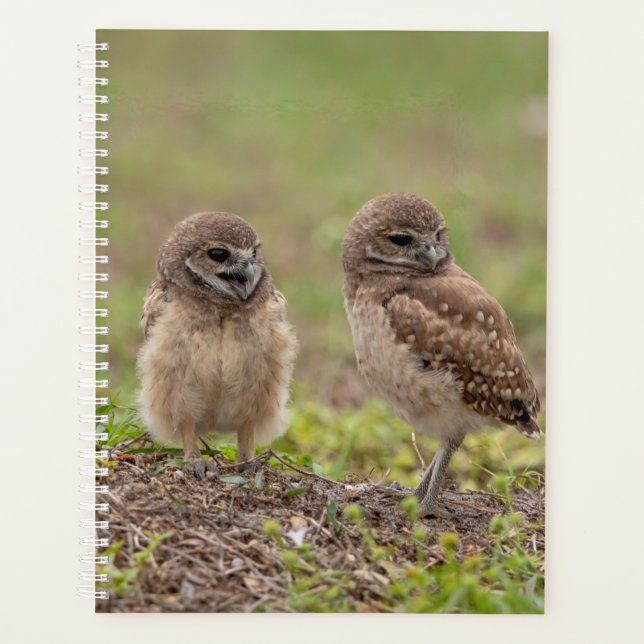 Planificateur de la Chouette à tête brune 2024 (Devant)