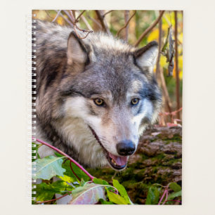 Planificateur Wolf 2024