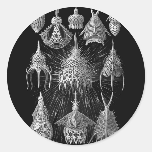 Plankton Shells in Black and White (Cyrtoidea) Classic Round Sticker (Front)