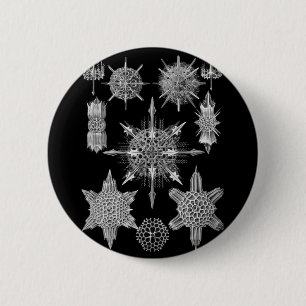 Plankton Skeletons in Black and White 2 Inch Round Button