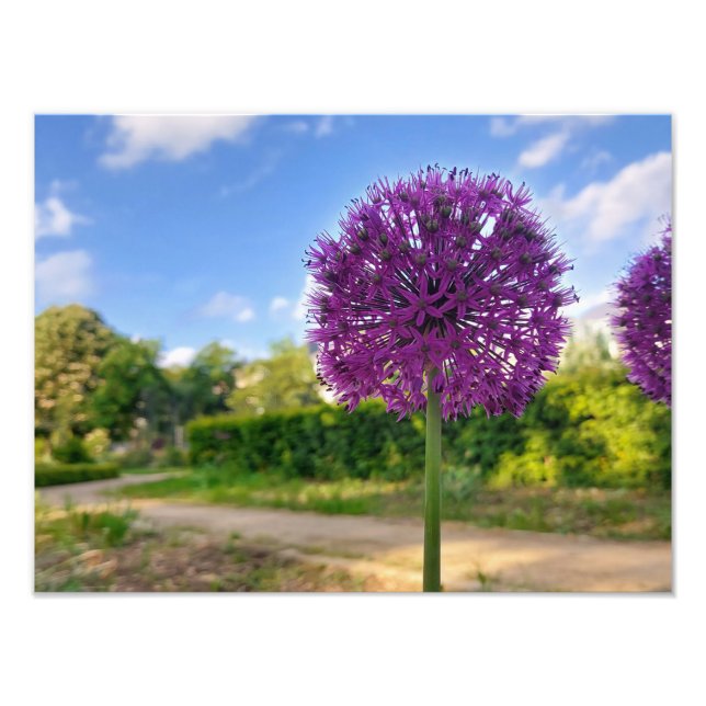 Plant Allium Photo Prints  (Front)