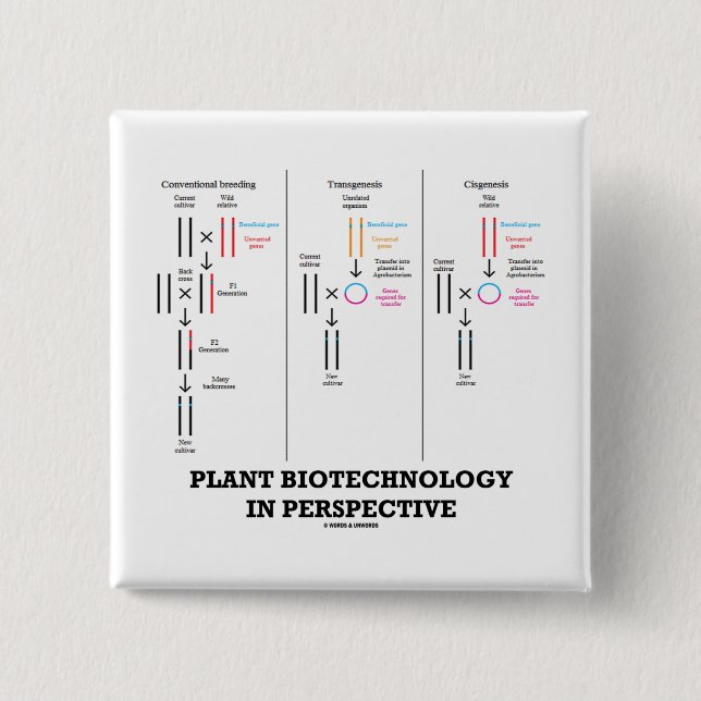 Plant Biotechnology In Perspective (Transgenesis) 2 Inch Square Button (Front)