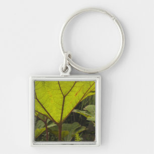 Plant detail at a botanical garden, Ecuador 2 Keychain
