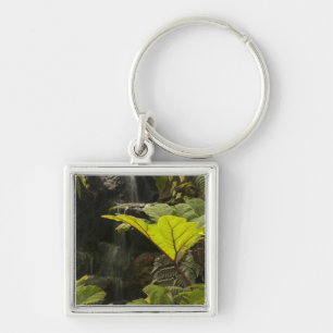 Plant detail at a botanical garden, Ecuador Keychain