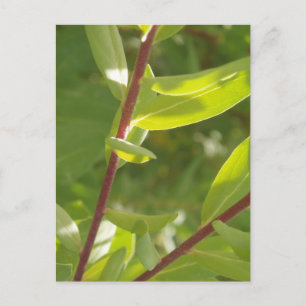 Plant Detail Postcard
