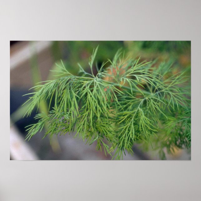 Plant Dill Poster (Front)