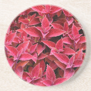 Plant/Flower Series---Red Coleus Coaster