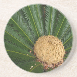 Plant/Flower Series---Sago Palm Coaster
