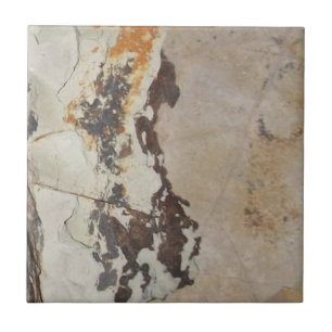 Plant Fossils from Fossil, OR Interesting Rocks Tile