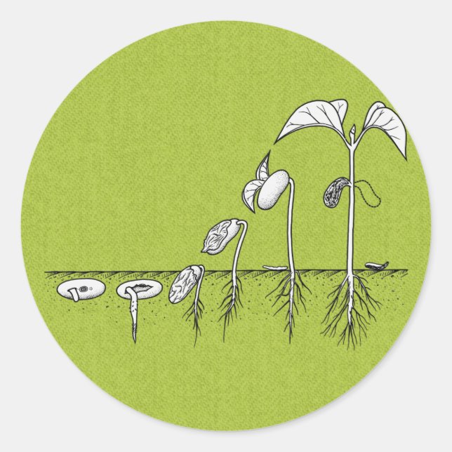 Plant Germination Illustration Classic Round Sticker (Front)