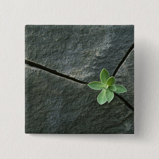 Plant Growing in Cracked Boulder 2 Inch Square Button (Front)