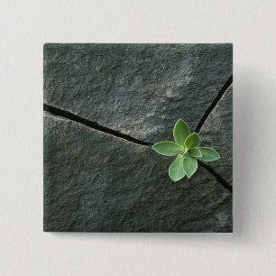 Plant Growing in Cracked Boulder 2 Inch Square Button