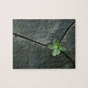 Plant Growing in Cracked Boulder Jigsaw Puzzle
