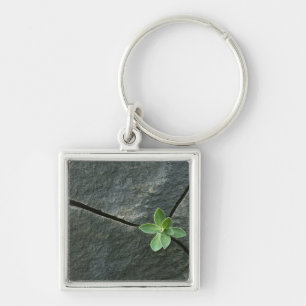 Plant Growing in Cracked Boulder Keychain