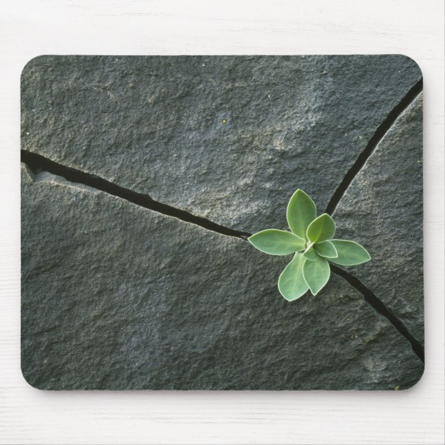 Plant Growing in Cracked Boulder Mouse Pad (Front)