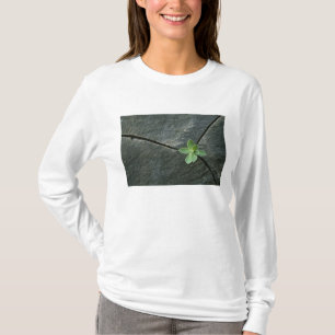 Plant Growing in Cracked Boulder T-Shirt