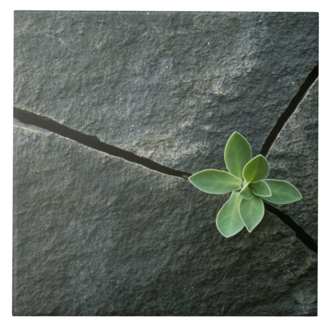 Plant Growing in Cracked Boulder Tile (Front)