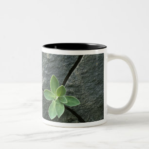 Plant Growing in Cracked Boulder Two-Tone Coffee Mug