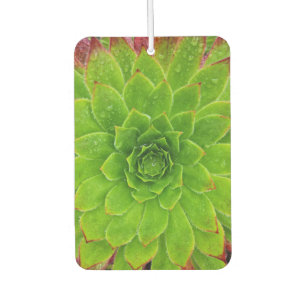 Plant Lover Aeonium Magic Air Freshener