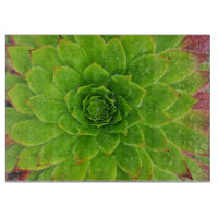 Plant Lover Aeonium Magic