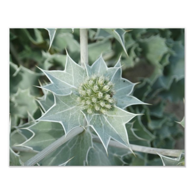 Plant Sea Summer  Professional Photo Paper (Satin) (Front)