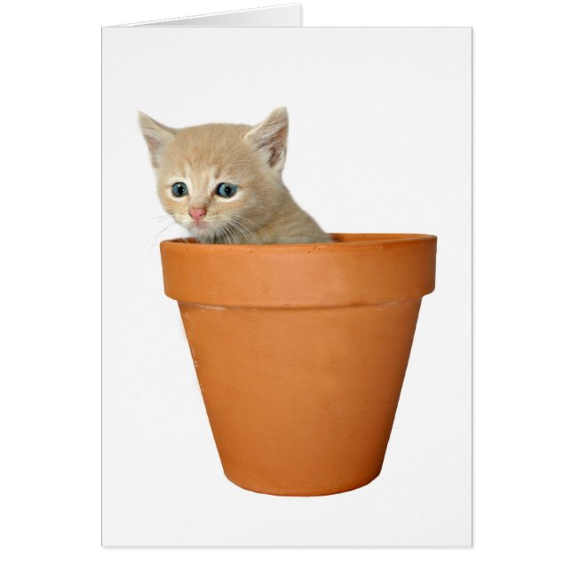 Plant some love (Front)