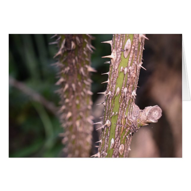 Plant Stem Thorns Nature Park Photography (Front Horizontal)