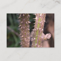 Plant Stem Thorns Nature Park Photography