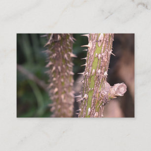Plant Stem Thorns Nature Park Photography Business Card