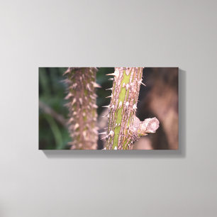 Plant Stem Thorns Nature Park Photography Canvas Print