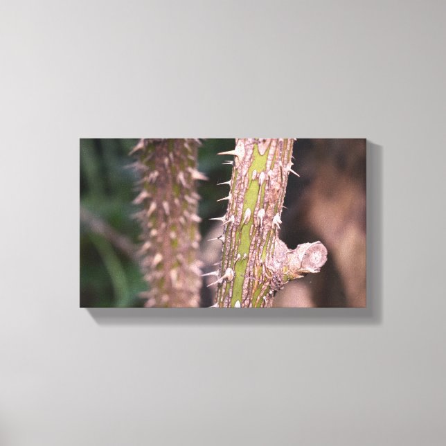Plant Stem Thorns Nature Park Photography Canvas Print (Front)