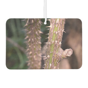Plant Stem Thorns Nature Park Photography Car Air Freshener