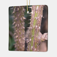 Plant Stem Thorns Nature Park Photography