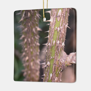 Plant Stem Thorns Nature Park Photography Ceramic Ornament