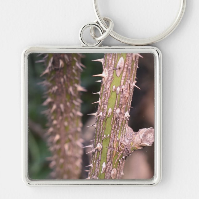 Plant Stem Thorns Nature Park Photography Keychain (Front)