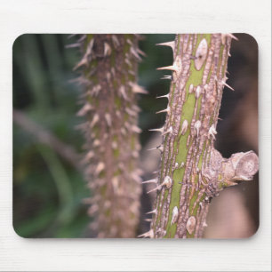 Plant Stem Thorns Nature Park Photography Mouse Pad