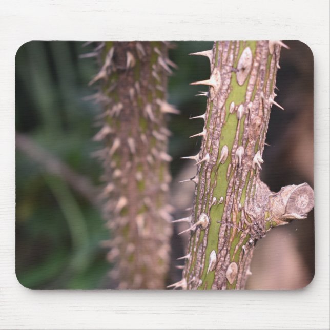 Plant Stem Thorns Nature Park Photography Mouse Pad (Front)