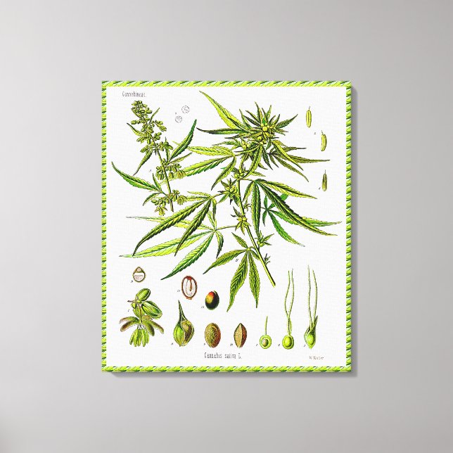 Plant Vintage Botany Drawing Wrapped Canvas (Front)