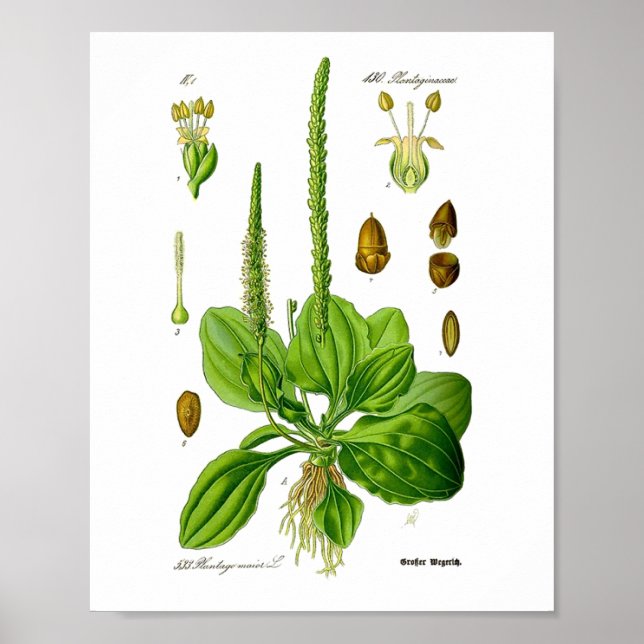 Plantain Edible Green Plants Herbal Folk Medicine Poster (Front)