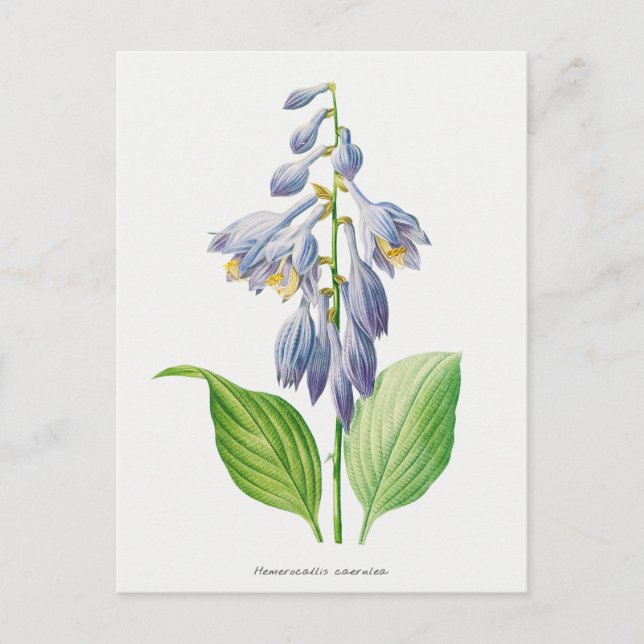 Plantain Lily Hosta Flower Botanical Vintage Postcard (Front)