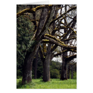 Plantation de chêne