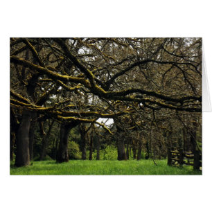 Plantation de chêne, 2