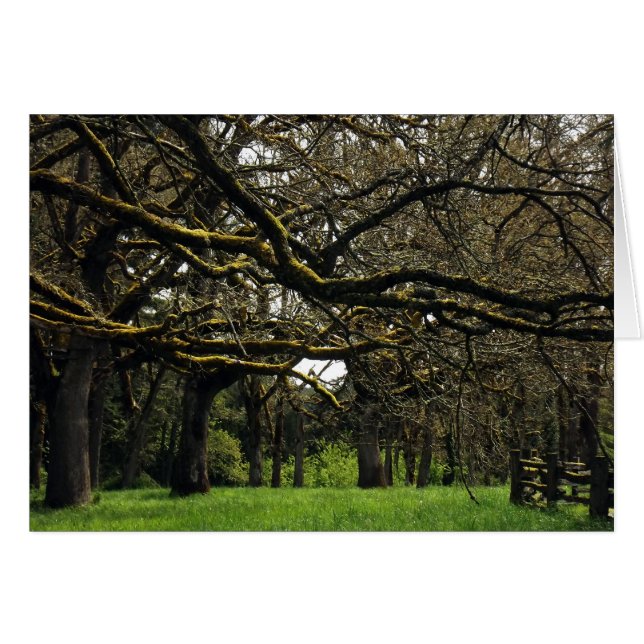 Plantation de chêne, 2 (Devant horizontal)